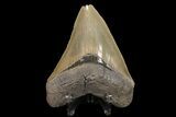 Serrated, Fossil Megalodon Tooth - Beautiful Enamel #78192-1